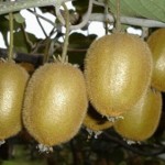 wild kiwifruit