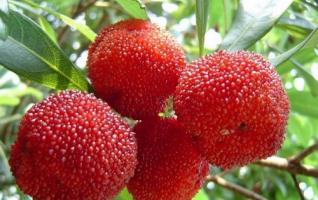 Western Hunan Bayberry Fruits