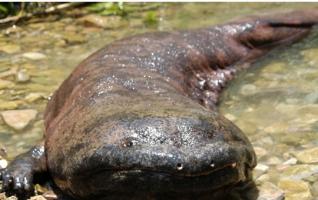 Chinese Giant Salamander 