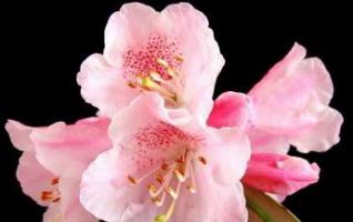 Rhododendron tianmenshanense 