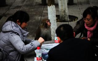 Zhangjiajie Monkeys play cards with visitors 