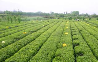 Hunan Signs Tea Purchasing Contracts Worth 2.2 Billion Yuan 
