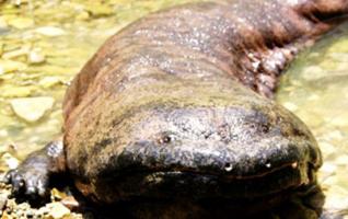 Zhangjiajie Performs Well as the Home of Chinese Giant Salamanders 
