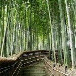Hunan Bamboos 3