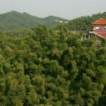 Hunan Bamboos 13