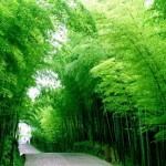 Hunan Bamboos 4