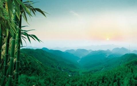 Hunan Leiyang Cailun Bamboo Forest 