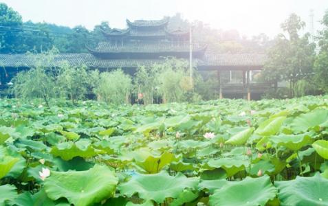 Zhangjiajie Lotus Park Inviting You 