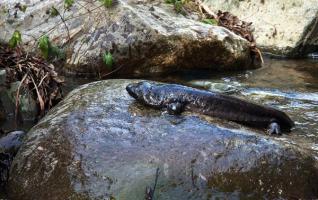 Zhangjiajie demolishing hydro dams to protect endangered giant salamanders