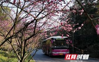 Zhangjiajie Huangshizhai Plum blossoms welcome guests to come